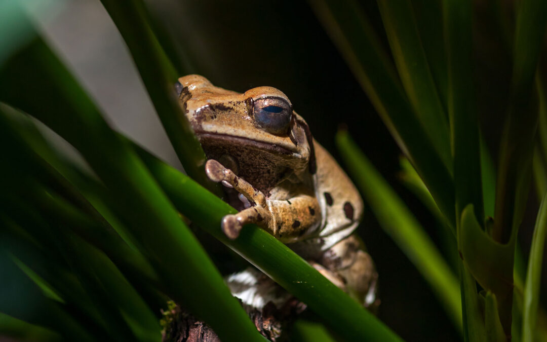 Driving Biodiversity Conservation