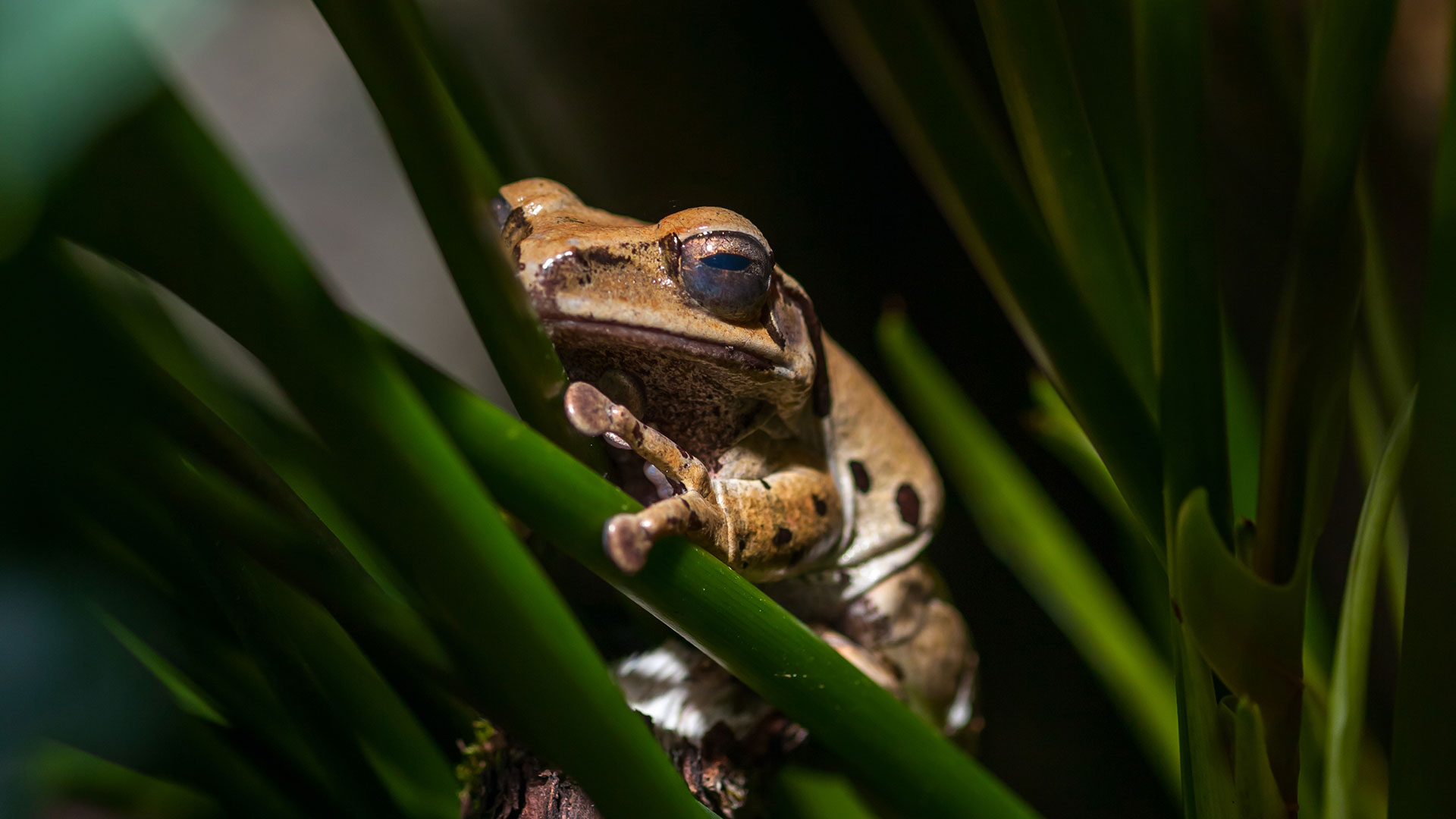 Driving Biodiversity Conservation | Axum Earth