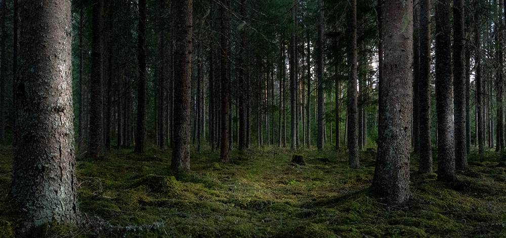 Supporting Forests and Forest Products to Deliver Their Maximum Benefits to Climate, Biodiversity, and Prosperity