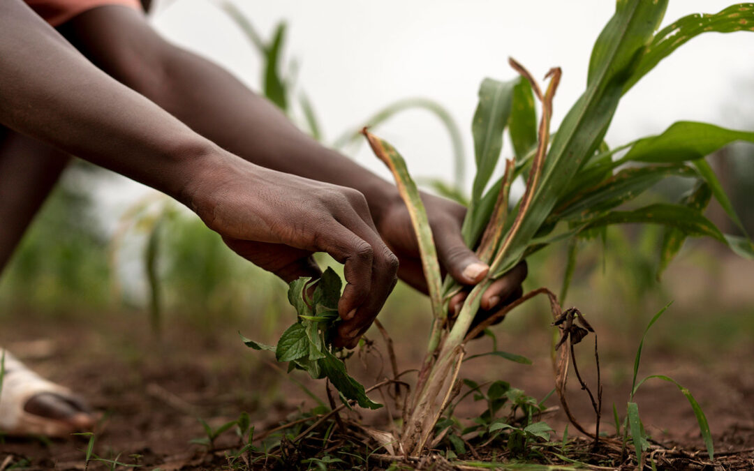 Unlocking Economic Growth through Agriculture Sector Transformation 