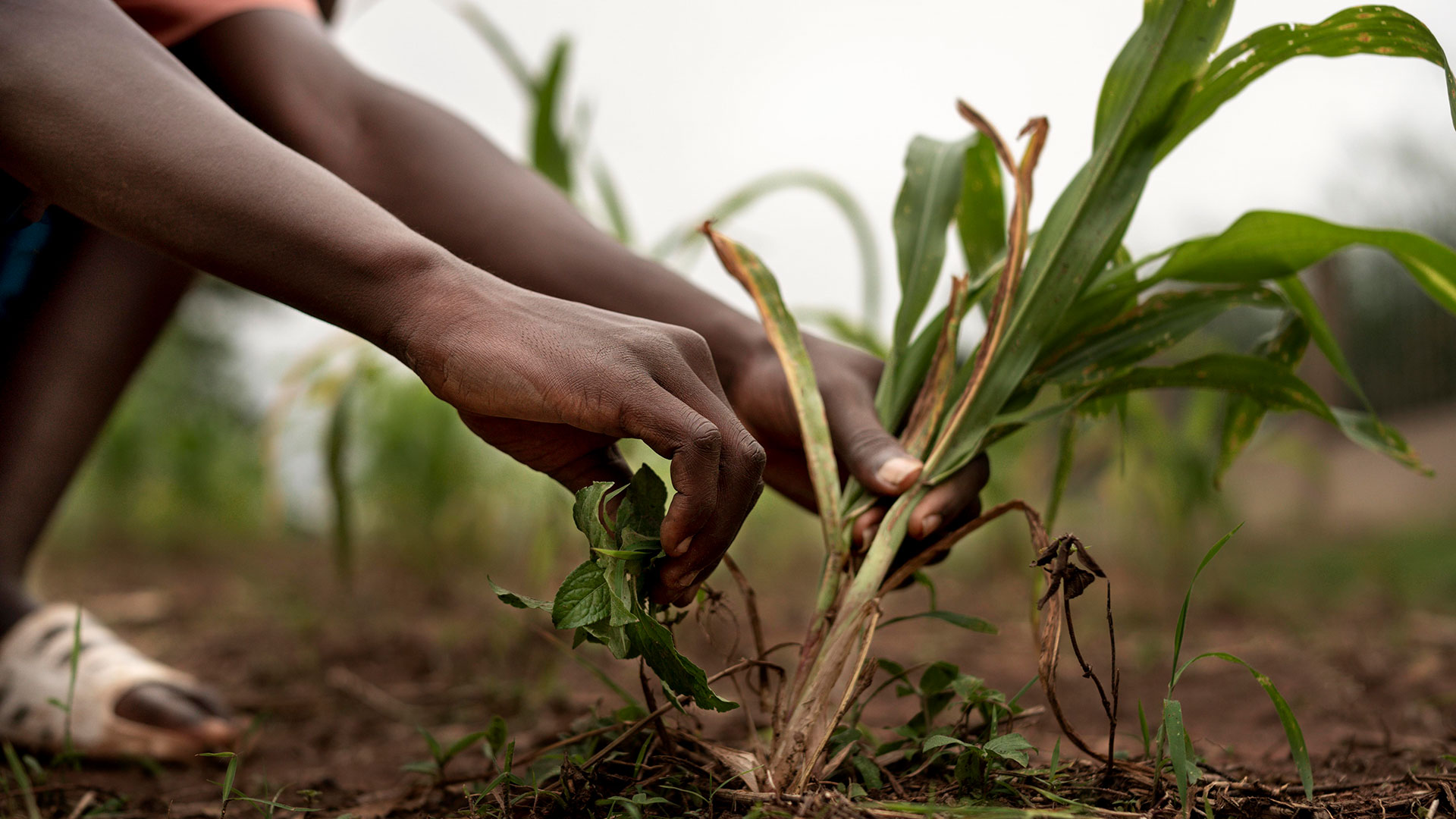 Unlocking Economic Growth through Agriculture Sector Transformation