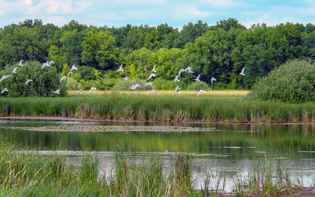 Biodiversity Investments–Researcher and Accelerator (BIRA)