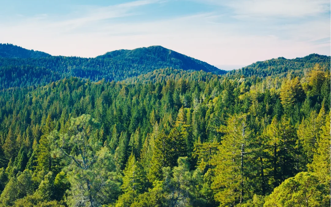 Climate Smart Forest Economy Program